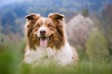 Red tricolor Australian shepherd dog