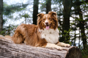 Red tricolor Australian shepherd dog