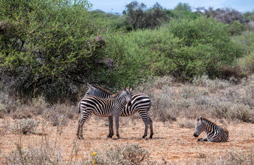 Obraz premium playful zebras play with each other while eating in the bush