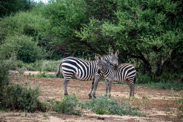 Fototapeta na wymiar playful zebras play with each other while eating in the bush