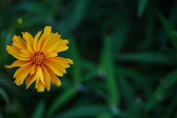 Coreopsis grandiflora