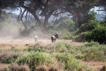 antelope eating juicy green grass in the meadows in the national park