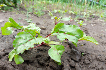 beets growing in the garden bed. colorful leaves, harvest, summer, gardening, vegetables, farm.