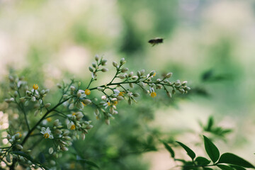 A honey flying toward an unknown wild flower in a green mood