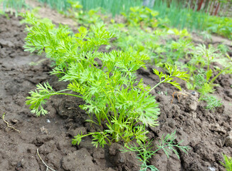 carrot grows in the garden bed. green leaves.