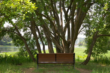 Obraz premium A rather lonely looking bench placed under an old giant