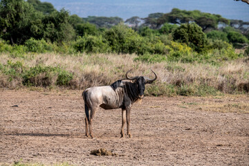 antelope eating juicy green grass in the meadows in the national park