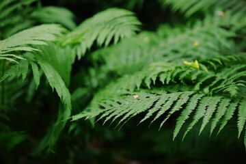 Fern in the garden. Garden plants
