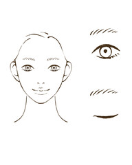 メイク説明用イラスト　一重の化粧解説