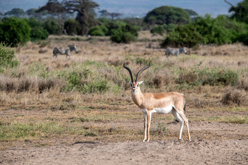 antelope eating juicy green grass in the meadows in the national park
