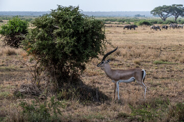 antelope eating juicy green grass in the meadows in the national park