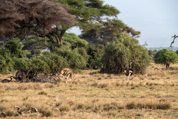 antelope eating juicy green grass in the meadows in the national park