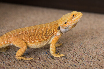 Bearded dragon (pogona vitticeps) on the floor