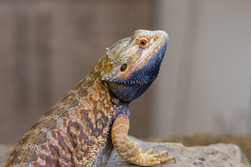 Bearded dragon (pogona vitticeps) with black beard