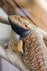 Bearded dragon (pogona vitticeps) with black beard