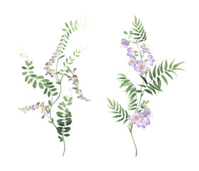Set of wild plants with small purple flowers and delicate green leaves, watercolor beautiful branches isolated on white background for your decors, invitation, greeting card or wallpapers, textile.
