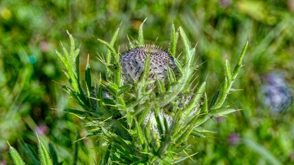 Thistle
