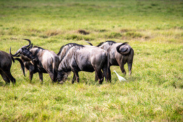 wildebeest grazes peacefully in the green meadows of the national park