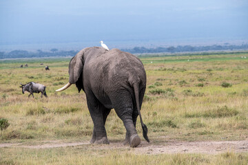 a lonely elephant walks and feeds autonomously in the national park