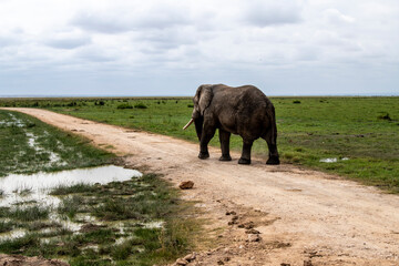 Fototapeta na wymiar a lonely elephant walks and feeds autonomously in the national park