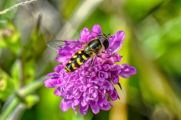 Wasp on a lilac flower