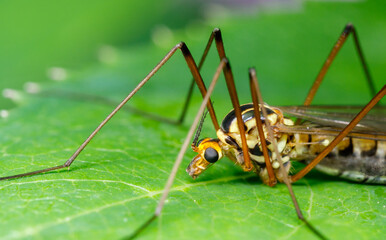 Crane fly, tipula vernalis sitting on a leaf. Macro of a crane fly sitting on a leaf.