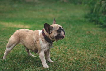 Fototapeta premium wet french bulldog girl on lawn. green grass in background