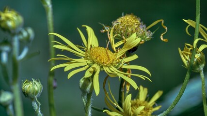 yellow flower in the mountains