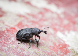 Leaf rolling beetle on a tree branch. Leaf rolling beetle, Byctiscus betulae on a tree branch.