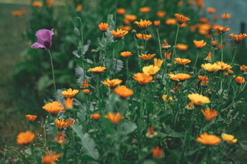 Calendula flowers in the garden, calendula flowering, calendula - a medicinal plant.  And one flower of opium poppy