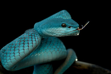 trimeresurus insularis
