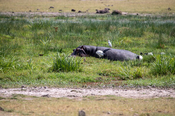 hippos on vacation near the river with a large family with offspring