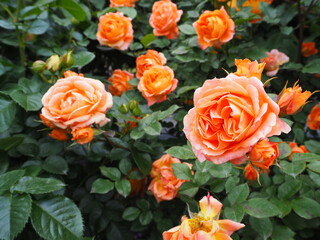 薔薇