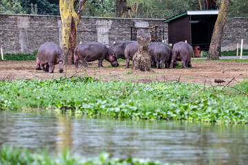 hippos on vacation near the river with a large family with offspring