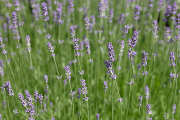 Fresh purple lavender flowers closeup outdoors