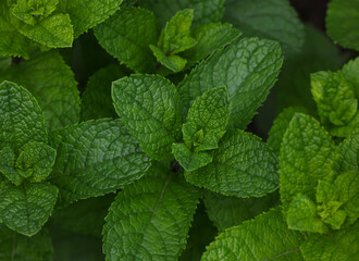 Fresh green mint leaves growing on garden bed