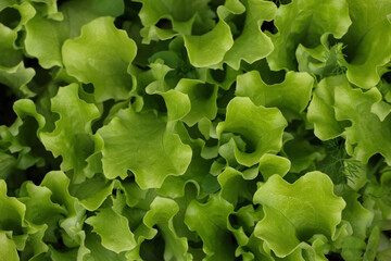 Green lettuce leaves growing on garden bed