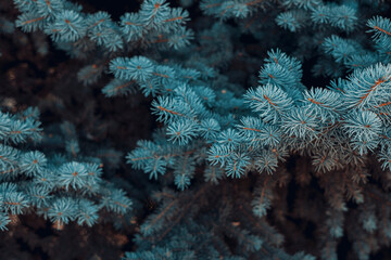 Naklejka na ściany i meble Blue spruce background. Needles on the branches . Winter concept