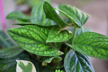 Beutiful green leaf on blur background.