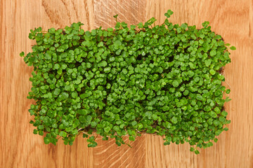 Green arugula microgreen on wooden cutting board