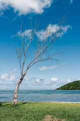 Abgestorbener Baum an der Küste - Mauritius