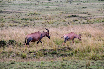 antelope eating juicy green grass in the meadows in the national park