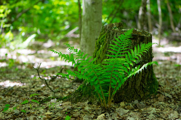 Polypodiophyta. green fern leaves. forest fern has grown between trees. green moss, old tree stump....