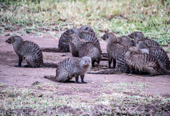 migration of a large family of mongooses in a green meadow 
