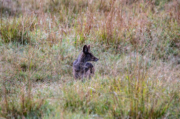 African fox with large fennec fox ears in tall yellow grass in a meadow 