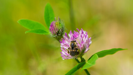 bee at work on clover flower collecting pollen. bright delicate pink clover flower, honey bee. macro nature, wild wildflower, useful insect, spring or summer sunny day, close-up. natural background