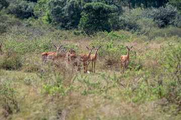 antelope eating juicy green grass in the meadows in the national park