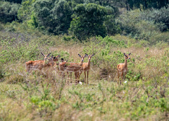 antelope eating juicy green grass in the meadows in the national park