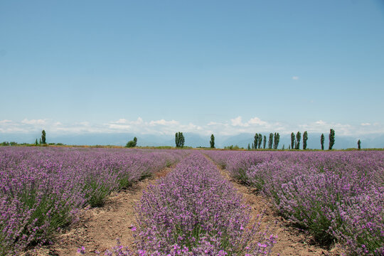 Qebele Azerbaijan tourism lavender fields