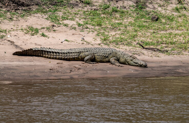 African crocodile basking in the sun on the river bank 